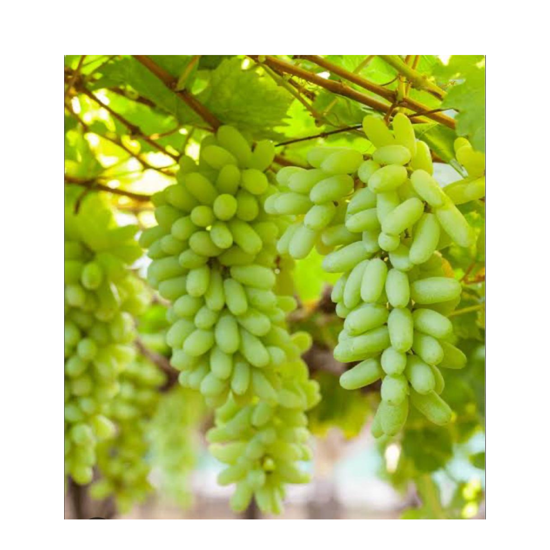 Sonaka Grapes